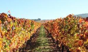 Vignes